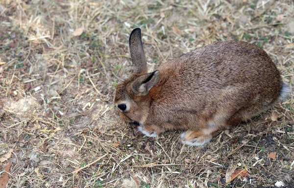 长耳朵的兔子和闪亮的大衣 — 图库照片