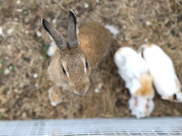 Fazenda com uma gaiola de metal com muitos coelhos dentro — Fotografia de Stock