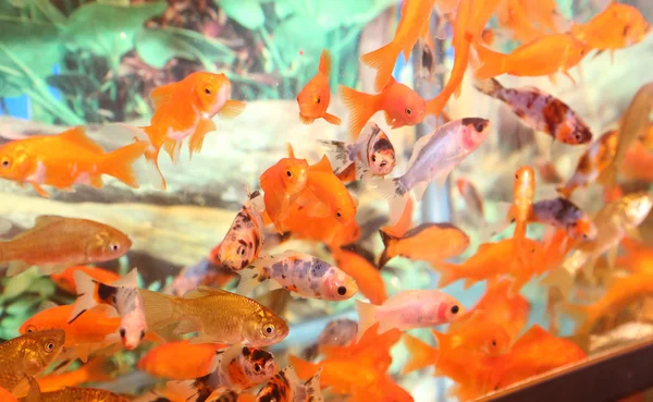 Pesci rossi in un acquario in vendita nel negozio di animali — Foto Stock