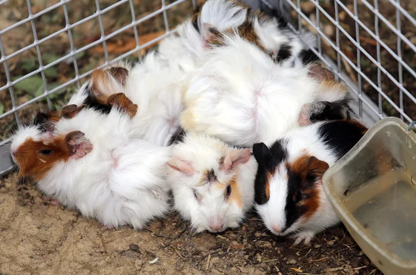 Granja de animales con una jaula de metal con muchos conejos jóvenes —  Fotos de Stock
