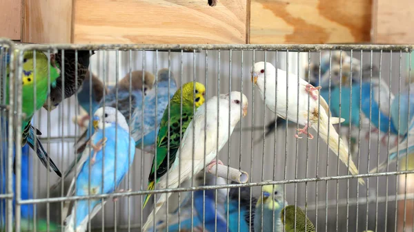 Molti budgies variopinti nelle gabbie da vendere — Foto Stock