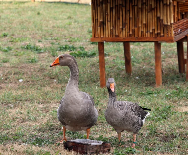 動物農場の 2 つの灰色のガチョウ — ストック写真