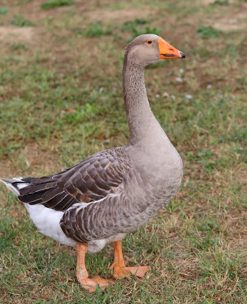 Une oie grise grise grasse dans la ferme animale — Photo