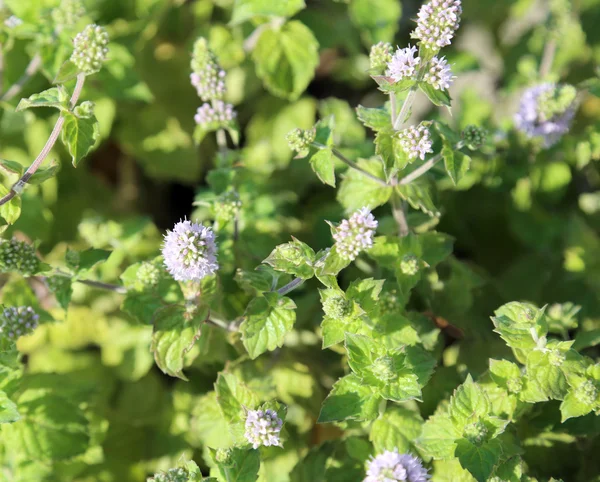 Green Mint leaves with flowers — Stock Photo, Image