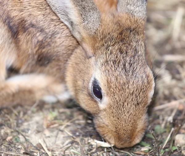 Кролик с длинными ушами и взъерошенным мехом — стоковое фото