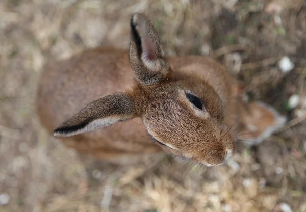 Jong konijn met lange oren — Stockfoto
