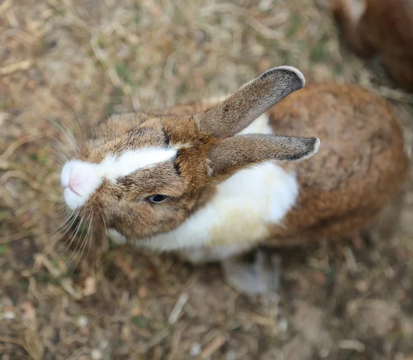 光沢があるコートと長い耳のウサギ — ストック写真