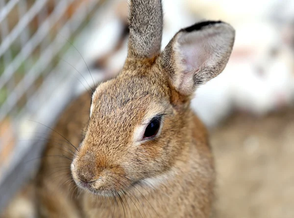 Rabbit inside the Warren farm — Stock Photo, Image