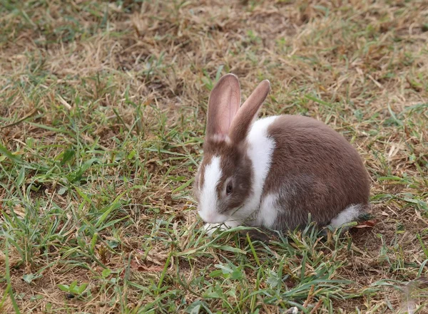 光沢があるコートと長い耳のウサギ — ストック写真