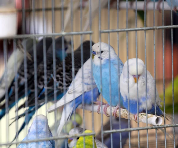 Budgies coloridos em gaiolas para venda na loja de animais — Fotografia de Stock