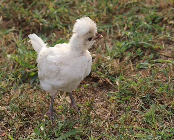 Pollito blanco en cerca de granja de animales — Foto de Stock