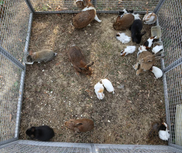 Metal cage with many rabbits — Stock Photo, Image