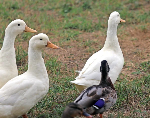 Fokken van ganzen en eenden in de farm — Stockfoto