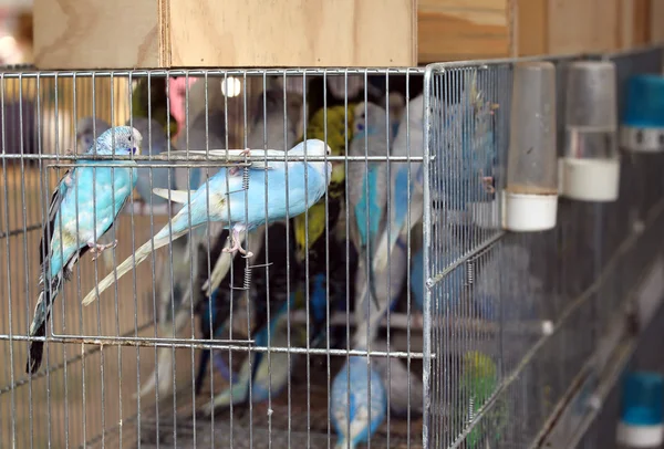 Budgies coloridos em gaiolas para venda na loja de animais — Fotografia de Stock