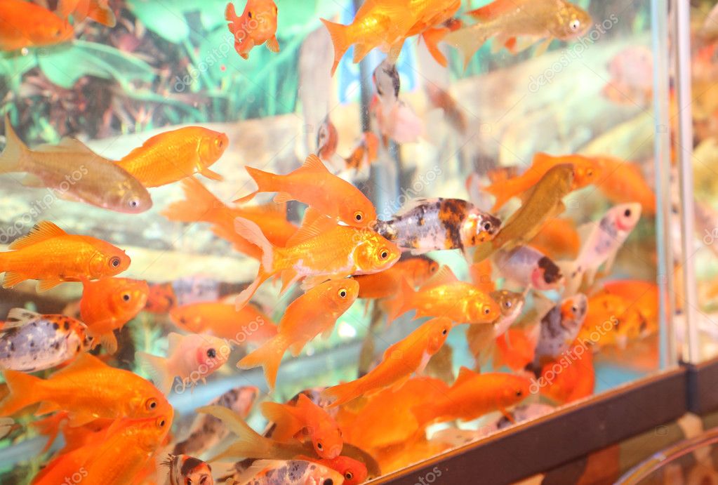 goldfish store