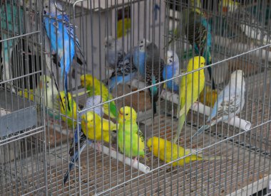 Birkaç küçük kuş muhabbeti ve agaporni, hayvan dükkanında satılan kuşlara hapsedildi.