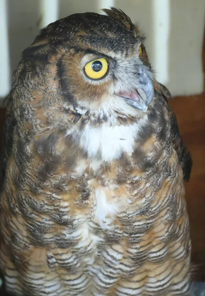 Genç baykuş, büyük sarı gözlü ve tutsak gagalı.