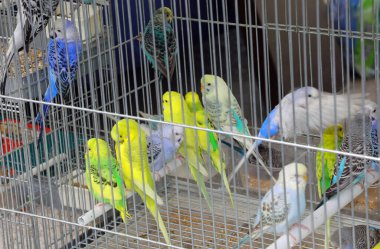 Birkaç küçük kuş muhabbeti ve agaporni, hayvan dükkanında satılan kuşlara hapsedildi.