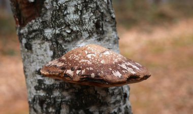 Fomitopsis betulina ya da önceki adıyla Piptoporus betulinus.