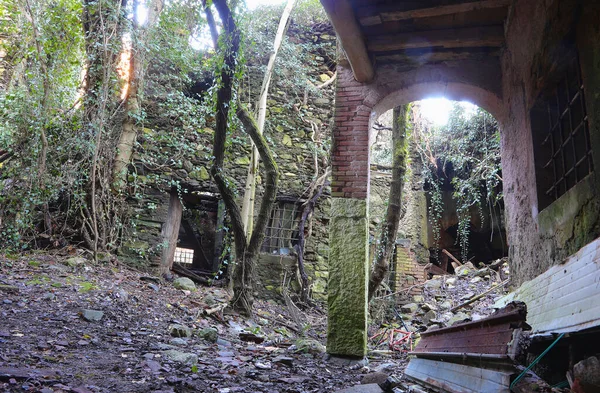 Terk edilmiş ahşap ev tuğla kemerli giriş, sık yeşil orman, ağaçlar ve bitkilerle kaplı harap ve bakımsız bina.