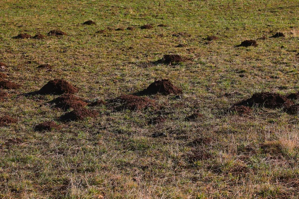 Çimenli çayır kırsal kesim. Çok sayıda küçük köstebek tepecikleri var. Doğal organik desenlere yayılmış.