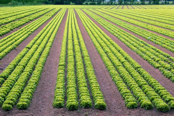 Rolnictwo: ogromne pole zielonej sałaty w lecie — Zdjęcie stockowe