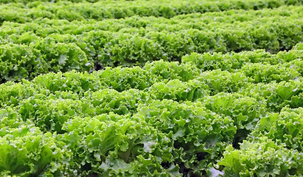 Landwirtschaft: Großes Feld mit grünem Salat im Sommer — Stockfoto