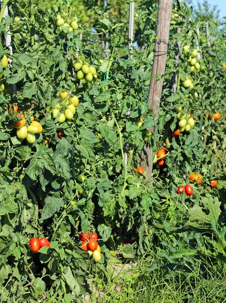 Planta de tomate con frutas maduras en huerta hte en verano — Foto de Stock