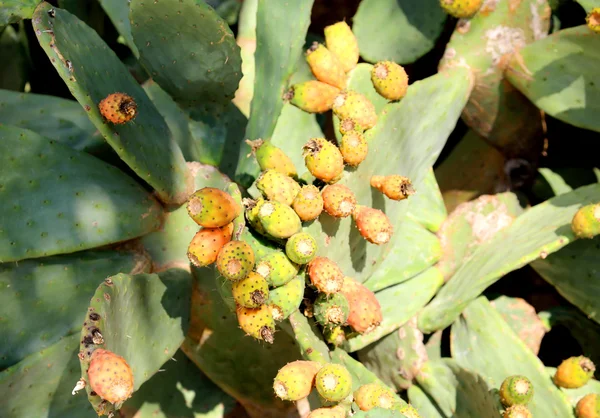 Opuntia with Prickly pear — Stock Photo, Image