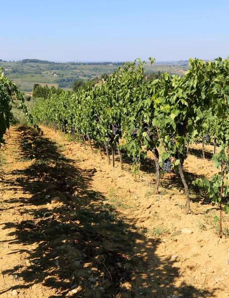 Vigneto con uva in campagna a fine estate — Foto Stock