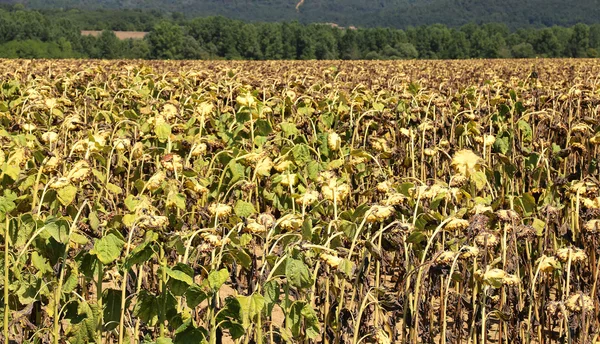 many dried sunflowers field in late summer