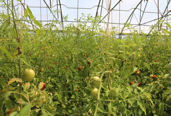 Tomates vermelhos cultivados em estufa a uma temperatura controlada — Fotografia de Stock