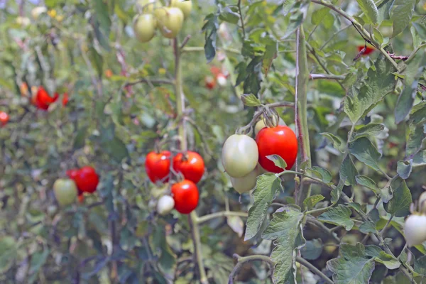 Bir serada yetiştirilen domates — Stok fotoğraf
