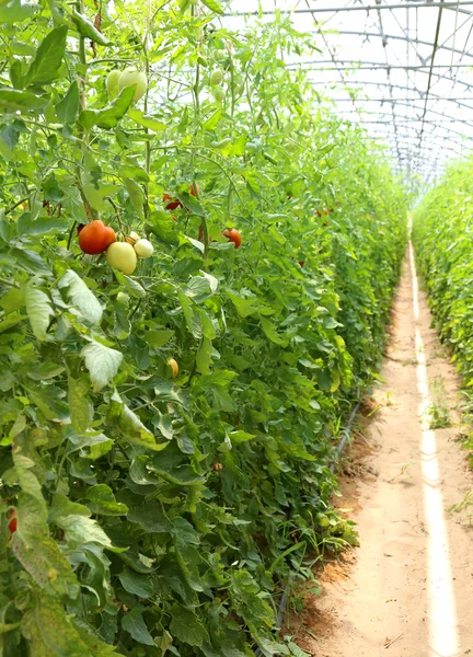 Tomates maduros cultivados en un invernadero —  Fotos de Stock