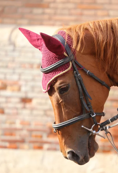 Brun häst med lila mössa på manen — Stockfoto