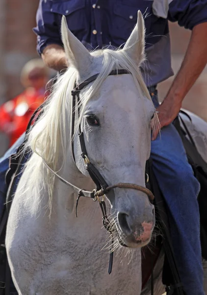 Cavalo com crina longa — Fotografia de Stock