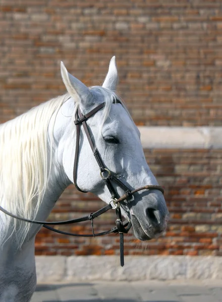 Paard met lange paardenhaar (crin) — Stockfoto
