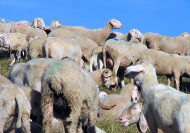 koyun tepede sonbaharda otlatmak.