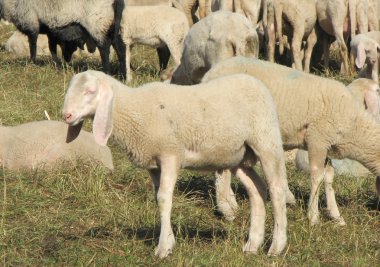 büyük sürü koyun ve koyun otlatma