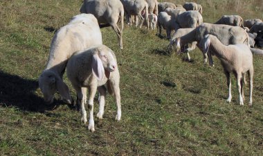 koyun tepede sonbaharda otlatmak.