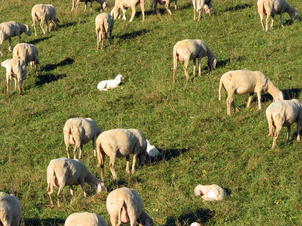 Gregge con numerose pecore al pascolo in un prato — Foto Stock