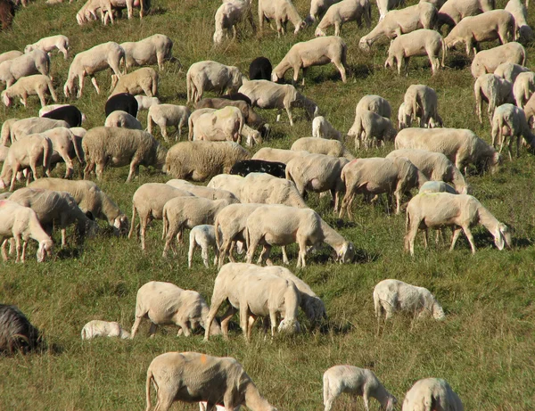 Rebaño con ovejas pastando en un prado —  Fotos de Stock