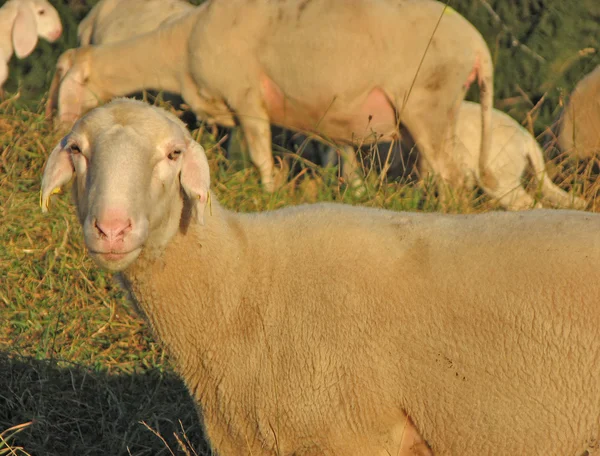 Enorme rebanho de ovelhas e ovelhas pastando — Fotografia de Stock