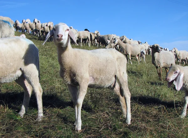 Agnello con molte pecore al pascolo nel prato — Foto Stock