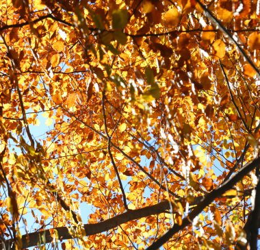 sonbaharda yaprak döken ağaç yaprak