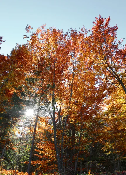 Skogen med lövträd lämnar i höst — Stockfoto