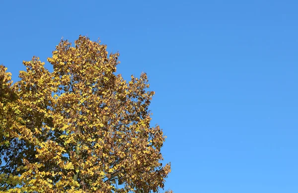 Floresta com folhas de árvore caducas e céu azul — Fotografia de Stock