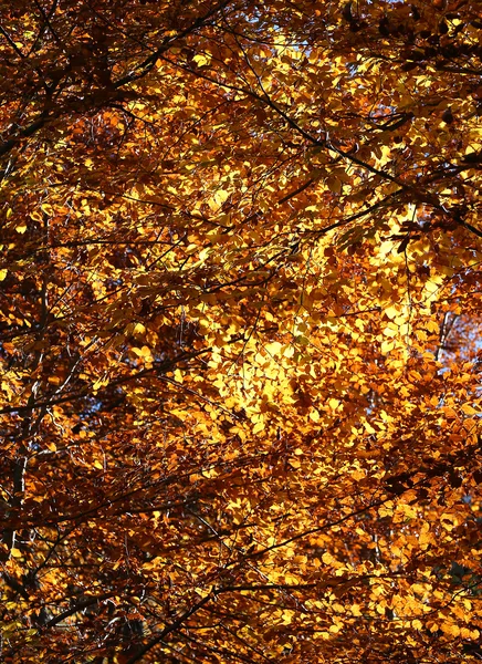 Bunte Laubblätter im Herbstwald — Stockfoto