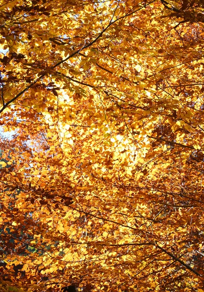 colorful deciduous tree leaves in autumn forest