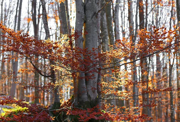 Лес с разноцветными листьями лиственных деревьев — стоковое фото